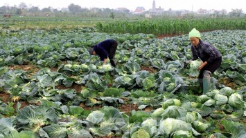 Phát triển kinh tế tập thể giúp thực hiện thành công Chương trình mục tiêu quốc gia giảm nghèo bền vững