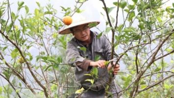 Bài học từ sự lụi tàn của 'thủ phủ' cam Quỳ Hợp