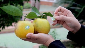 Ứng dụng công nghệ và chuyển đổi số trong sản xuất nông nghiệp