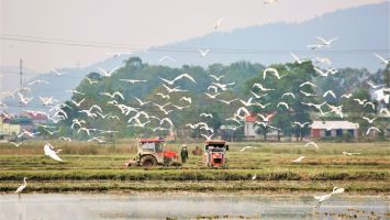 Rộn ràng trên cánh đồng xuân quê Bác