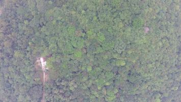 Báu vật - rừng lim trăm tuổi ở Nghệ An