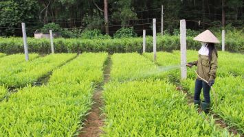 Nghệ An: Phát động 'Tết trồng cây' Xuân Nhâm Dần năm 2022