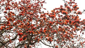 Đẹp ngỡ ngàng hoa gạo tháng Ba ở xứ Nghệ