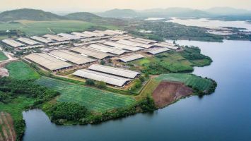 Cụm trang trại bò sữa đạt kỷ lục thế giới của TH: Dấu ấn nông nghiệp sạch Việt Nam