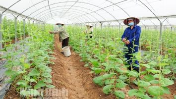 Hướng đi đúng của nền nông nghiệp hiện đại