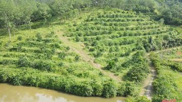 Những mô hình nông - lâm hiệu quả ở Hà Tĩnh sẽ được nhân rộng ra các tỉnh bạn