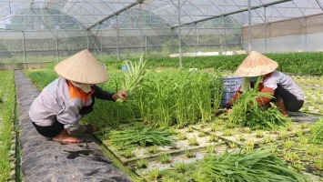 Bắc Ninh phát triển nông nghiệp công nghệ cao theo hướng bền vững