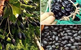 Bâng khuâng mùa trám chín