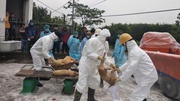 Quan tâm cơ chế, chính sách hỗ trợ người chăn nuôi thiệt hại do bệnh dịch tả lợn châu Phi