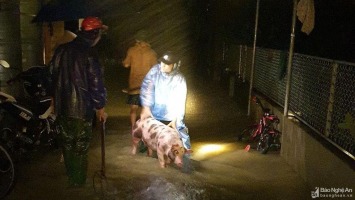 Đêm trắng chạy đua với mưa lũ của người dân Thanh Chương