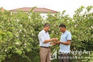 Bàn giải pháp phát triển 'vườn mẫu hàng hóa' trong xây dựng Nông thôn mới nâng cao