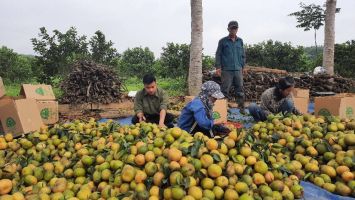 Bán nông sản trực tuyến: Quan trọng vẫn là chất lượng