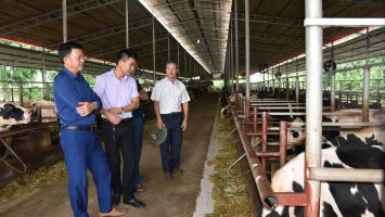 Hiệu quả vượt trội từ nuôi bò sữa đực lấy thịt