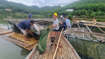 Mở sinh kế từ nuôi cá lồng đặc sản trên sông, hồ