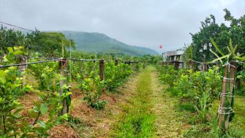 Hiệu quả từ cây trồng bản địa trong kinh tế hộ