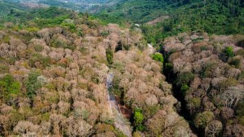 Nghệ An: Sẽ tổ chức giải trình về tình hình thực hiện giao đất, giao rừng; quản lý, bảo vệ và phát triển rừng