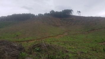 Trả lời cử tri xã Châu Đình, huyện Quỳ Hợp kiến nghị Lâm trường Quỳ Hợp trả lại diện tích đất cho xã quản lý