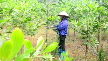 Sở Nông nghiệp và Phát triển nông thôn trả lời kiến nghị cử tri huyện Quỳ Hợp về giao lại đất để nhân dân sản xuất, phát triển kinh tế, xóa đói giảm nghèo.