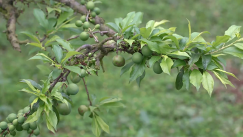 Sơn La thu hút đầu tư phát triển kinh tế nông nghiệp