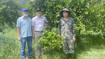 Thắp hi vọng 'hồi sinh' cây cam Nghệ An