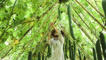 Chuyện cây bí Hè Thu ở Thanh Chương