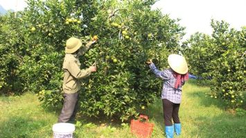 Nông dân Anh Sơn giúp nhau giảm nghèo bền vững