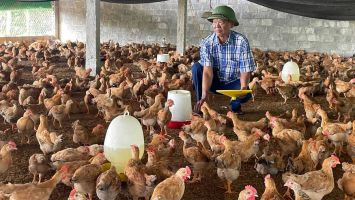 Sở Nông nghiệp và Phát triển nông thôn trả lời cử tri xã Nghĩa Lợi, huyện Nghĩa Đàn về giải pháp ổn định đầu ra cho ngành chăn nuôi