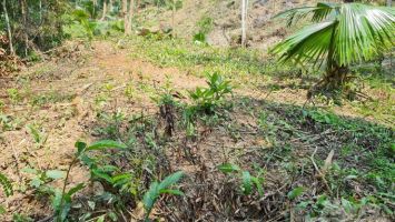 Cử tri xã Tam Thái, huyện Tương Dương kiến nghị xem xét chuyển đổi, giao đất một số diện tích rừng nghèo kiệt