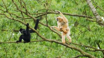 Nghệ An - Du lịch sinh thái gắn với bảo tồn thiên nhiên