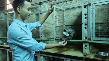 Triển vọng từ nuôi chồn hương sinh sản