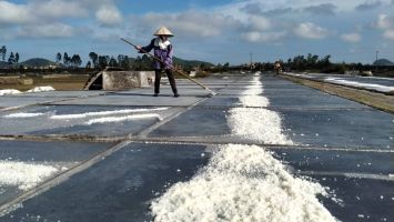 Sở Nông nghiệp và Phát triển nông thôn trả lời cử tri Nguyễn Văn Cừ, Ban quản lý HTX muối Minh Quang, xã An Hòa, huyện Quỳnh Lưu về hỗ trợ người dân sản xuất muối