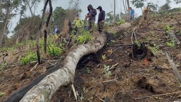 Báo động nạn phá rừng tự nhiên tại Con Cuông