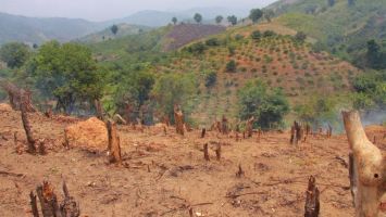 Cử tri kiến nghị việc chuyển đổi diện tích đất rừng phòng hộ nghèo kiệt