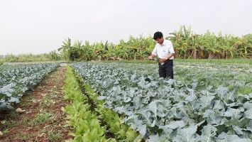 Quan tâm chế độ chính sách hỗ trợ phát triển nông nghiệp, nông thôn trên địa bàn