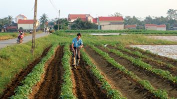 Sở Tài chính trả lời kiến nghị cử tri về hỗ trợ mô hình trồng khoai tây cho người dân