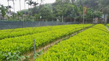 Sở Nông nghiệp và Phát triển nông thôn trả lời cử tri huyện Kỳ Sơn về hỗ trợ cây giống, giống con cho người dân