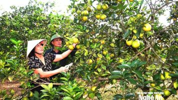 Phát triển cây trồng, vật nuôi chủ lực - tiền đề quan trọng cơ cấu lại ngành nông nghiệp