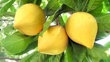 Nhớ Lê ki ma – Mùa trái chín