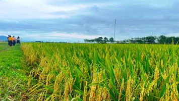 Nghệ An ban hành định mức hỗ trợ kinh phí hỗ trợ bảo vệ đất trồng lúa