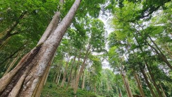 Nghệ An: Chuyển mục đích sử dụng 33,0401 ha rừng, thông qua 10 dự án phải thu hồi đất, chuyển mục đích sử dụng đất