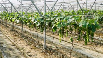 Chính sách hỗ trợ sản xuất nông nghiệp quy mô lớn theo Nghị quyết 18/2021/NQ-HĐND