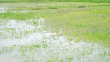 Nghệ An: Quy định mức hỗ trợ sản xuất nông nghiệp để khôi phục sản xuất vùng bị thiệt hại do thiên tai, dịch hại thực vật trên địa bàn tỉnh