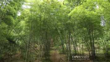 Những cây trồng mới bén đất miền Tây Nghệ An