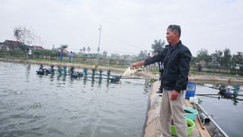 “Lối thoát” cho những ao tôm kém hiệu quả ở vùng bãi ngang