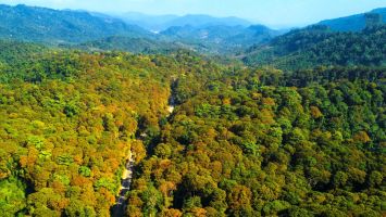 Nghệ An tiềm năng phát triển rừng gỗ lớn