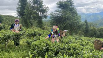 Hành trình đặc sản miền cao Nghệ An vươn thành thương hiệu