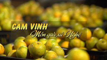 Cam Vinh - Món quà xứ Nghệ
