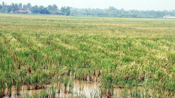 Cần quan tâm bình ổn giá thị trường phân bón