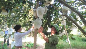 Hiệu quả thiết thực từ mô hình vườn chuẩn, vườn mẫu nông thôn mới ở Anh Sơn