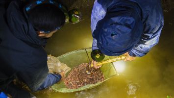 “Rồng đất” Châu Nhân mang lại thu nhập cao